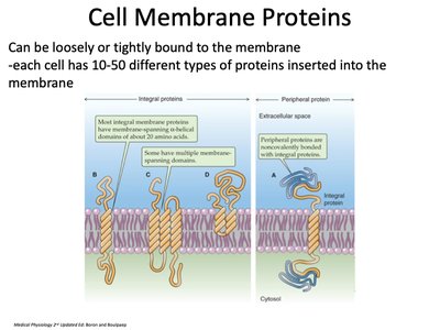 Integral and peripheral membrane proteins