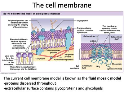 Fluid mosaic model of the cell membrane