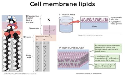 Phospholipid structure and bilayer formation