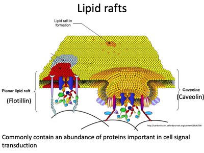Lipid rafts and their structure