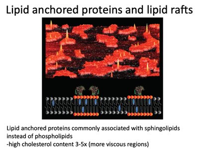 Lipid anchored proteins and lipid rafts