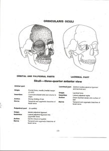 Orbicularis oculi muscle on skull