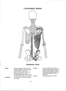 Latissimus dorsi muscle on posterior back