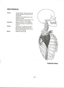 Deltoid muscle on lateral shoulder