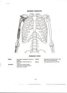 Biceps brachii muscle on anterior arm
