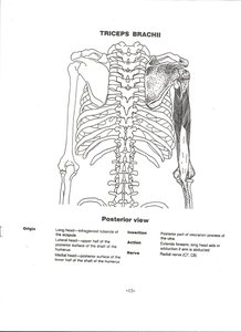 Triceps brachii muscle on posterior arm