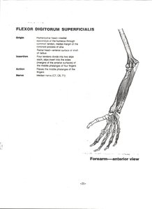 Flexor digitorum superficialis muscle on anterior forearm