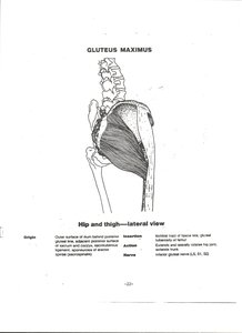 Gluteus maximus muscle on lateral hip and thigh