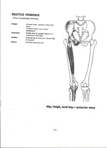 Rectus femoris muscle on anterior thigh