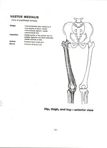 Vastus medialis muscle on anterior thigh