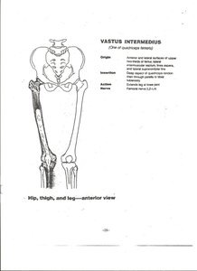 Vastus intermedius muscle on anterior thigh