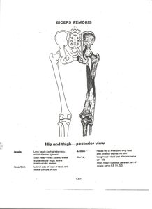 Biceps femoris muscle on posterior thigh