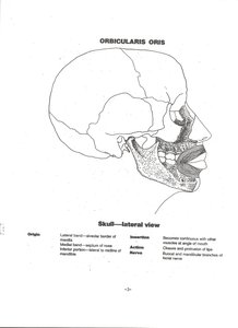 Orbicularis oris muscle on skull
