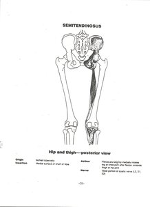 Semitendinosus muscle on posterior thigh