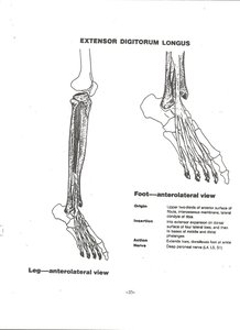 Extensor digitorum longus muscle on anterior leg and foot