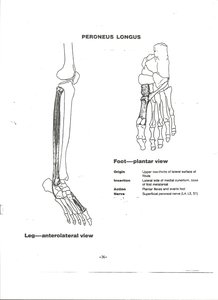 Peroneus longus muscle on lateral leg and plantar foot