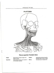 Platysma muscle on neck and lower face