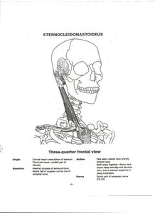 Sternocleidomastoid muscle on neck