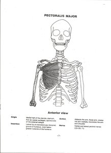 Pectoralis major muscle on anterior chest