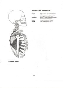 Serratus anterior muscle on lateral chest