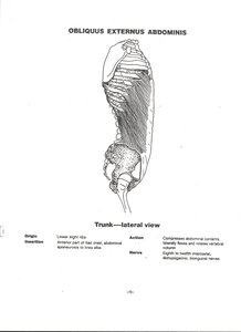 External oblique muscle on lateral trunk