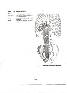 Rectus abdominis muscle on anterior trunk
