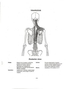 Trapezius muscle on posterior back
