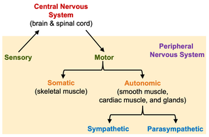 Diagram of nervous system divisions
