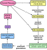 Flowchart of CSF circulation