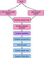 Chart of cerebral arterial circle and blood flow