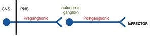 Diagram of autonomic motor pathway