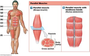 Anatomy & Physiology Muscular System Study Guide | Notes