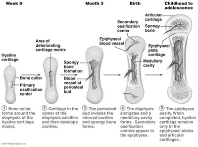 Steps of Endochondral Ossification