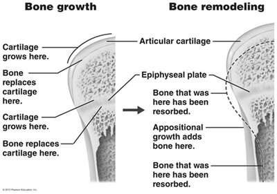 Bone Growth and Remodeling
