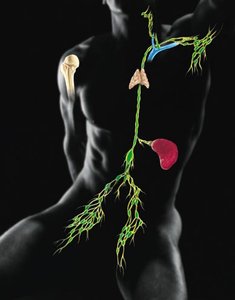 Human body with highlighted organs and lymphatic vessels
