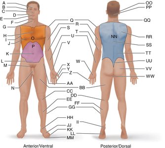 Diagram of human body with regional terms labeled