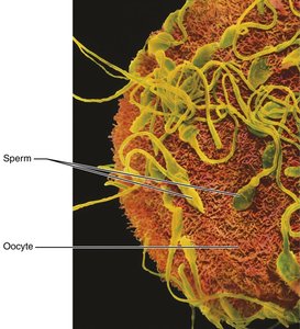 Sperm reaching oocyte