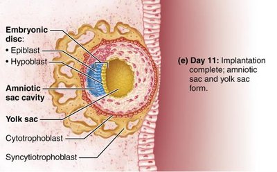 Implantation complete, amniotic sac and yolk sac form