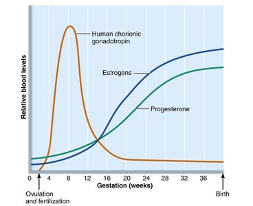 Placenta structure and maternal-fetal exchange