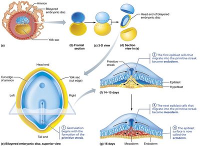 Germ layer formation and gastrulation