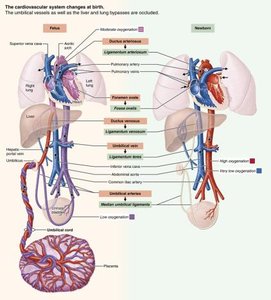 Fetal and newborn cardiovascular system