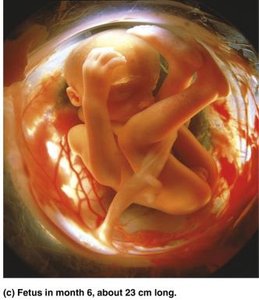 Maternal anatomical changes during pregnancy