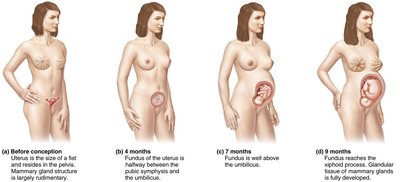 Hormonal regulation of labor initiation