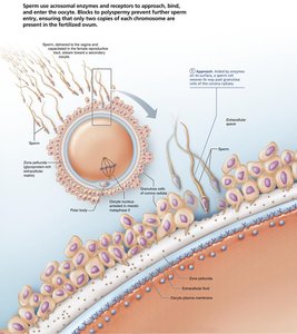 Sperm binding and acrosomal reaction at oocyte