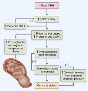 Early dilation stage of labor