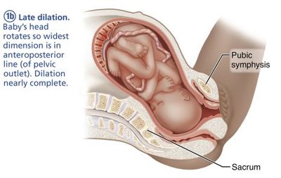 Expulsion stage of labor