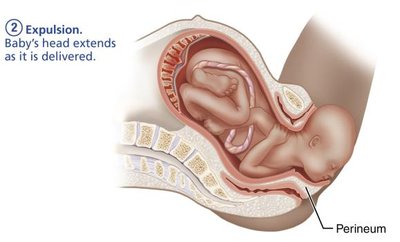 Placental stage of labor