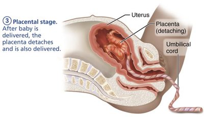 Hormonal regulation of lactation and let-down reflex