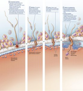Steps of sperm penetration and blocks to polyspermy