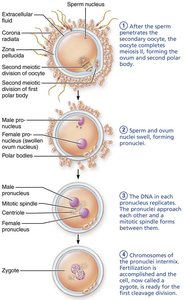 Fusion of pronuclei and zygote formation
